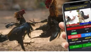 Sabong Betting in the Philippines with GBETMAX